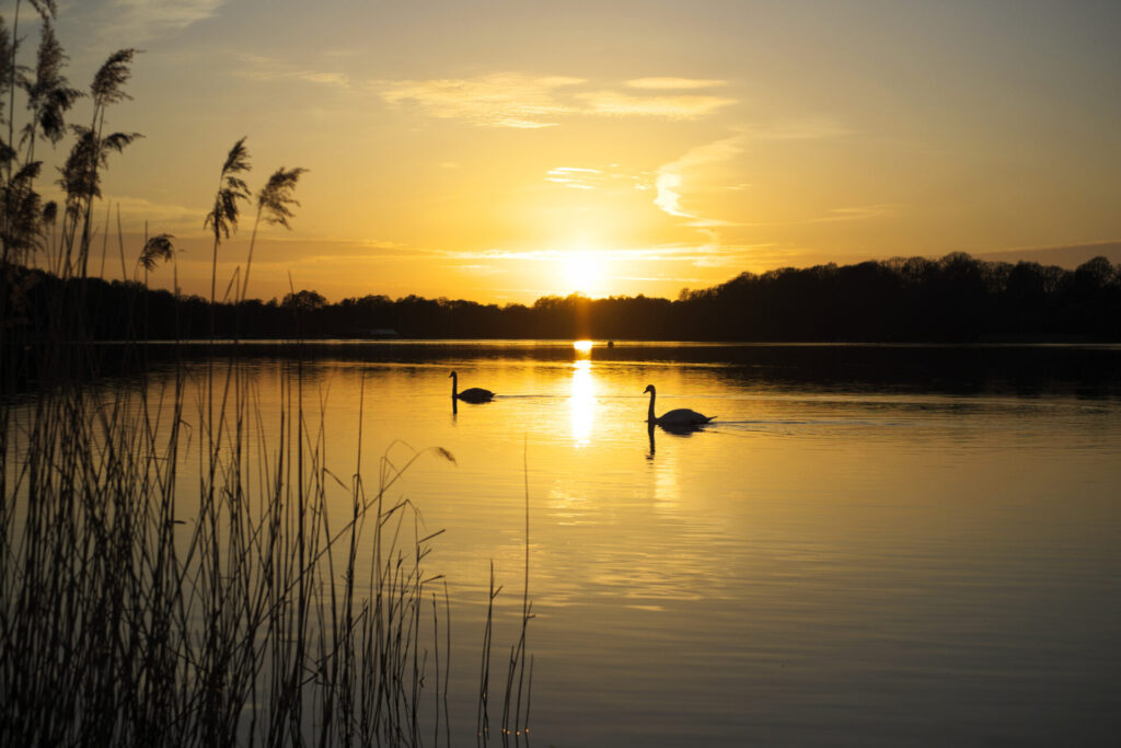Swan Lake, Surrey